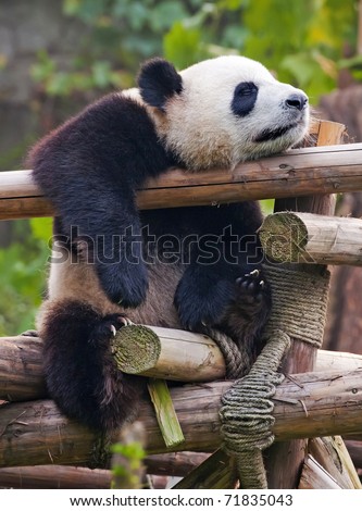 Sleeping giant panda bear