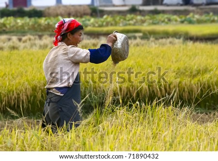 DALI, CHINA - MAY 22: Chinese farmer works hard in rice field on May 22, 2010 in Dali, China. For many farmers rice is the main source of income (around $800 annual).
