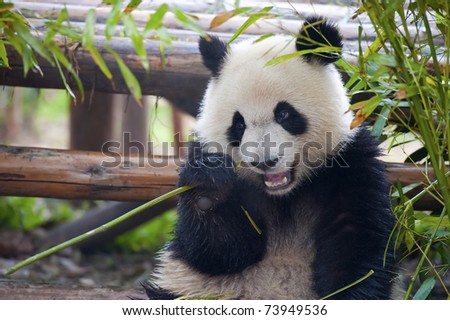 pandas eating bamboo. panda bear eating bamboo