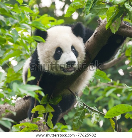 Young giant panda bear in tree