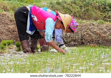 DALI, CHINA - MAY 25: Unidentified Chinese farmers works hard on rice field on May 25, 2011 in Dali, China. For many farmers rice is the main source of income (around $800 annual).
