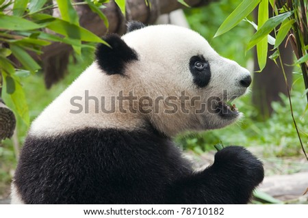 Hungry giant panda bear