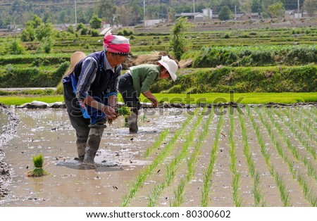 chinese rice field workers