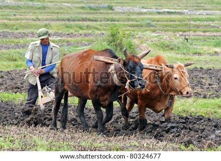 DALI, CHINA - MAY 7: Unidentified Chinese farmers works hard on rice field on May 7, 2011 in Dali, China. For many farmers rice is the main source of income (around $800 annual).