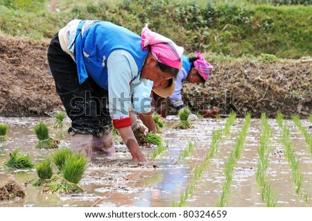 DALI, CHINA - MAY 25: Unidentified Chinese farmers works hard on rice field on May 25, 2011 in Dali, China. For many farmers rice is the main source of income (around $800 annual).