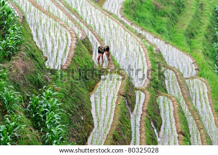 LONGJI, CHINA - JUNE 26: Unidentified Chinese farmer works hard on rice field on June 26, 2011 in Longji, China. For many farmers rice is the main source of income (around $800 annual).