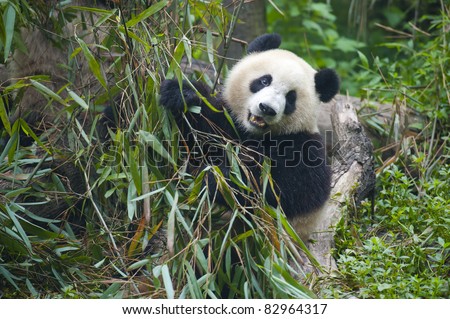 Giant panda bear eating food