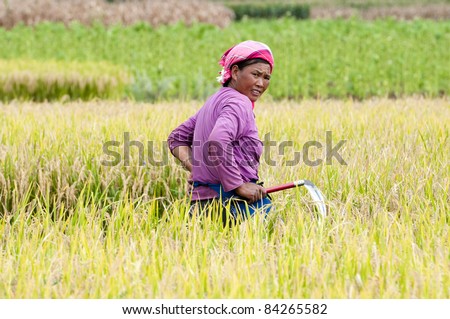 DALI, CHINA - MAY 22: Unidentified Chinese farmer works hard on rice field on May 22, 2010 in Dali, China. For many farmers rice is the main source of income (around $800 annual).