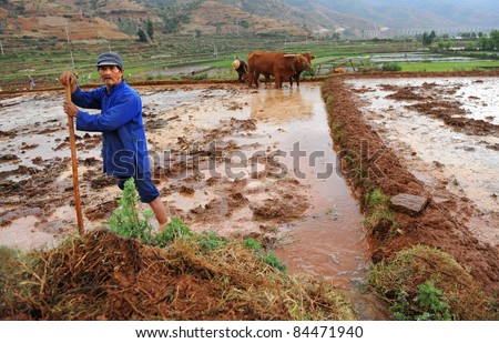 DALI, CHINA - MAY 25: An unidentified Chinese farmer works hard on rice field on May 25, 2011 in Dali, China. For many farmers rice is the main source of income (around $800 annual).