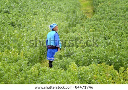 DALI, CHINA - MAY 25: Unidentified Chinese farmer working on beanfield on May 25, 2011 in Dali, China. For many farmers here beans are their main source of income (around $800 annual).