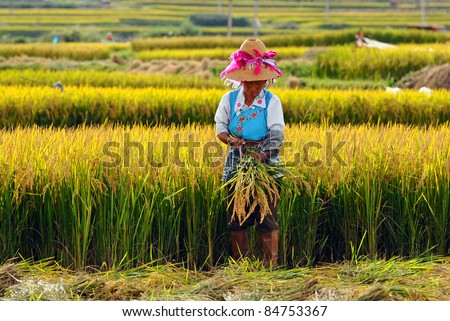 DALI, CHINA - MAY 22: Unidentified Chinese farmer works hard on rice field on May 22, 2010 in Dali, China. For many farmers rice is the main source of income (around $800 annual).