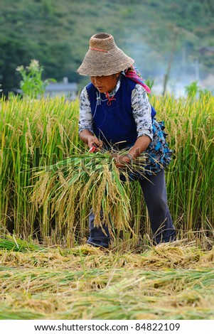 DALI, CHINA - MAY 22: Unidentified Chinese farmer works in a rice field on May 22, 2010 in Dali, China. For many farmers rice is the main source of income (around $800 annual).