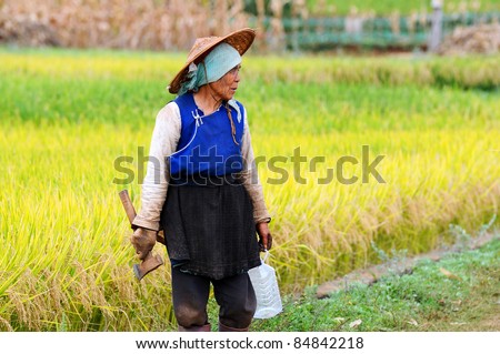 DALI, CHINA - MAY 22: Unidentified Chinese farmer works in a rice field on May 22, 2010 in Dali, China. For many farmers rice is the main source of income (around $800 annual).
