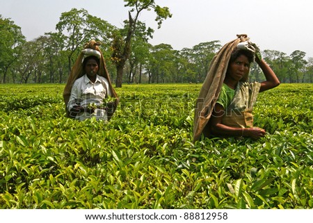 DARJEELING, INDIA - APRIL 5 : Indian women picking tea leaves in a tea plantation on April 5, 2010 in Darjeeling, India. For these farmers tea is the main source of income (around $700 annual).