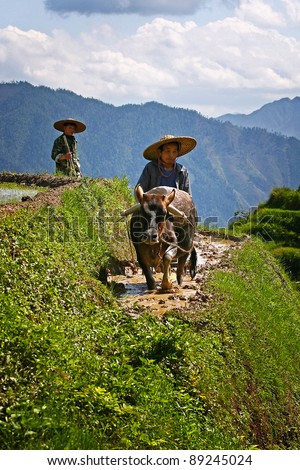 LONGJI, CHINA - MAY 16: unidentified Chinese farmers work in a rice field on May 16, 2011 in Longji, China. For many farmers rice is the main source of income (around $800 annual).