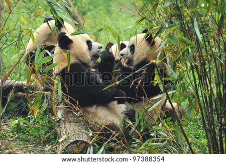 Hungry giant panda bear eating bamboo with other pandas on background