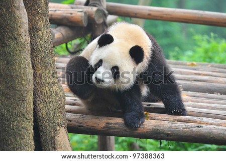 Itchy giant panda bear scratching with paw