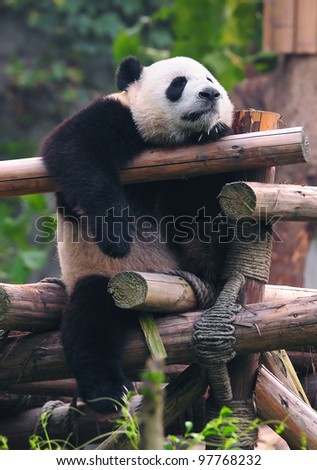 Giant panda bear afternoon nap ( sleeping)