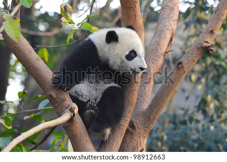 Giant panda bear  (cub) climbing tree