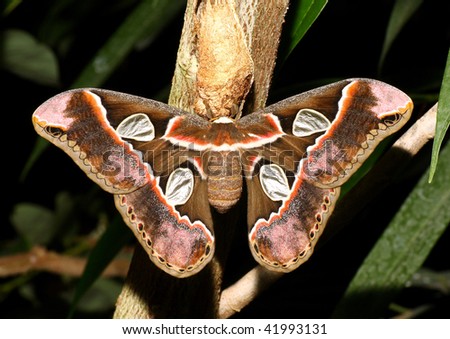 stock photo : Atlas moth butterfly (Attacus atlas).