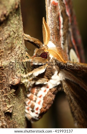 stock photo : Atlas moth butterfly (Attacus atlas).