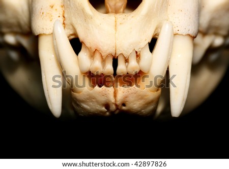 Cat teeth (Felis silvestris catus).