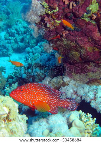 Coral grouper fish (Cephalopholis miniata).