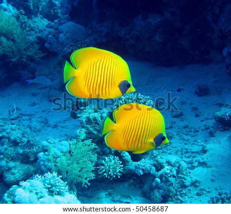 Pictures Of Butterflyfish - Free Butterflyfish pictures 