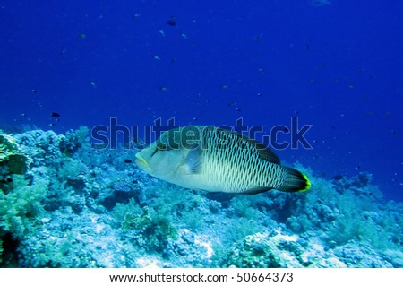 Napoleon fish (Cheilinus undulatus).