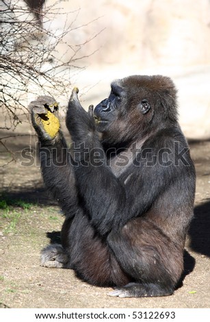 Ape Eating Poop