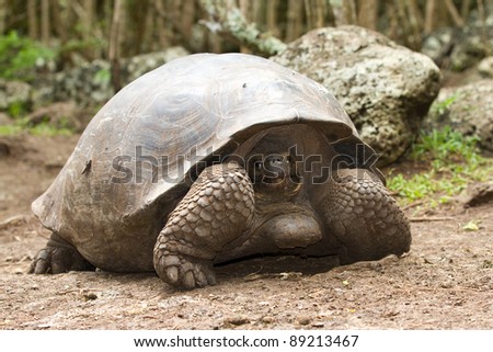 Galapagos giant tortoise, Geochelone porteri, on Floreana Island, Galapagos.