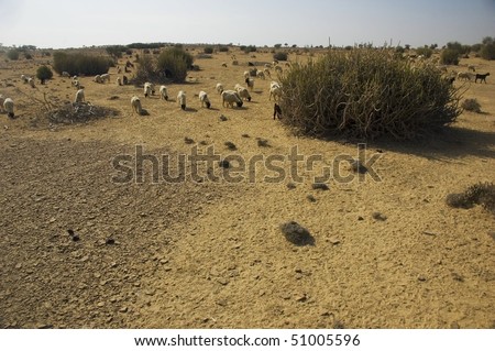 peaceful landscape of Thar desert in Rajastan, india
