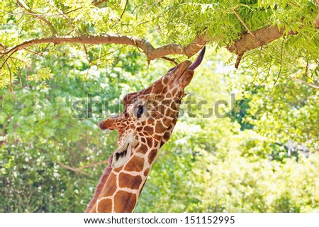 A giraffe profile  portrait reaching for leaves with an outstretched neck and tongue reaching up to a high tree limb.