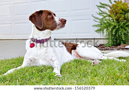 A Labrador retriever, English Springer Spaniel and Plot Hound mix at 1 year and 10 months happily keeping watch on her new permanent home, alert to any intruders.