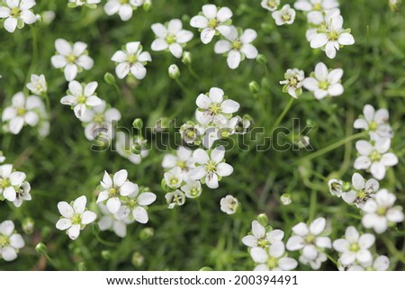 Beautiful white small flowers background