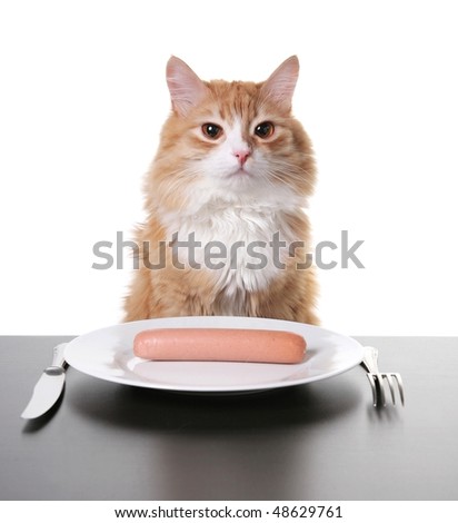 portrait of cat and hot dog