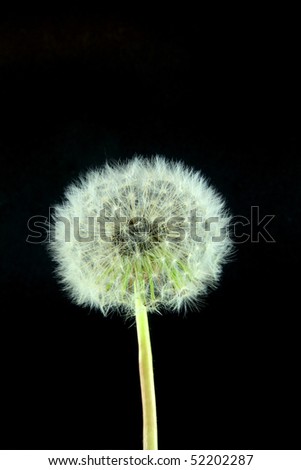 seeds of flower dandelion on black