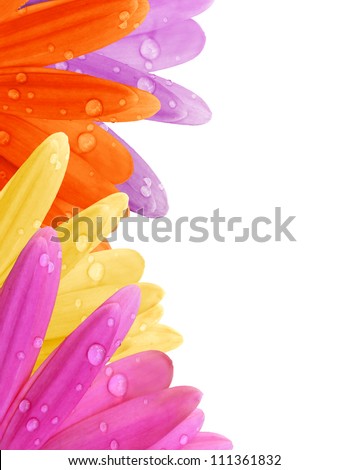 orange daisy petal