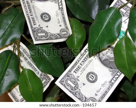Money grows on trees!