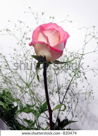 White Rose, trimmed in pink with baby\'s breath (out of focus) with shadows