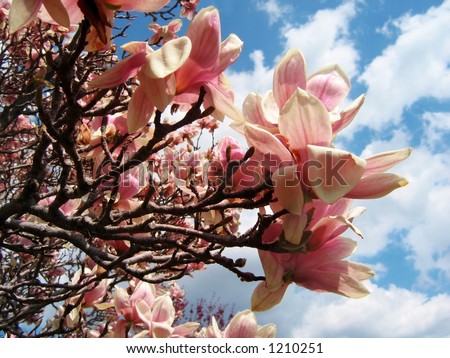 saucer magnolia tree flowers. saucer magnolia tree flowers.