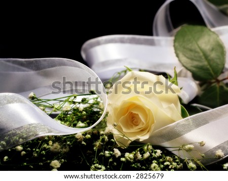 Creamy white rose and baby\'s breath with white silky ribbon on black background