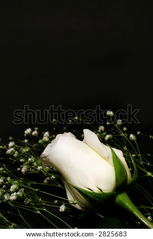 Two white roses with baby\'s breath on black background; copyspace