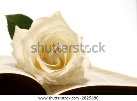 Creamy white rose on very old bible