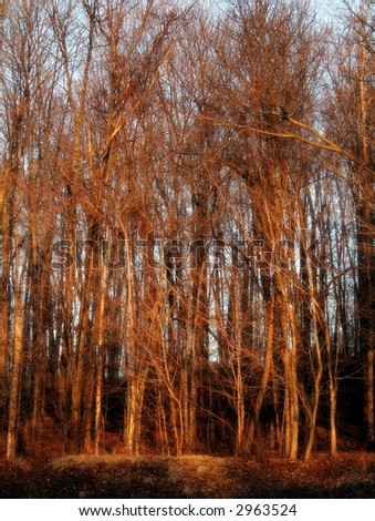 Sunrise casts a golden glow in the forest