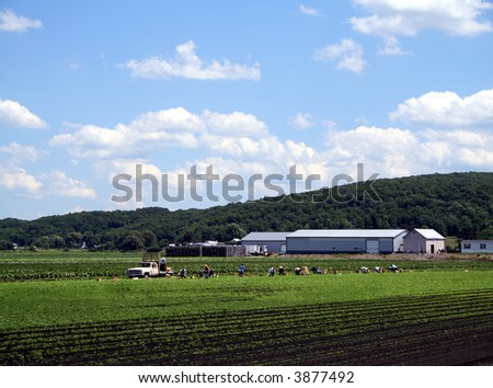 Workers harvesting crops  in the Black Dirt region in Orange County, New York.  Aptly named, this soil is some of the most fertile on Earth.
