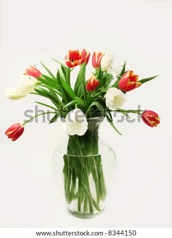 Pretty pink and white tulips (Tulipa) in vase