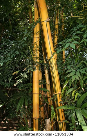 Stalks and leaves of tropical bamboo plants