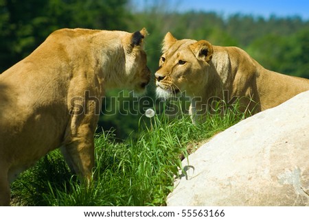 Two lions meet on a hill - Love or hate?