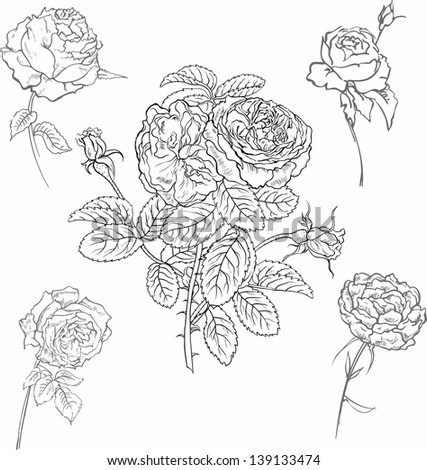 Set of hand drawn sketches roses